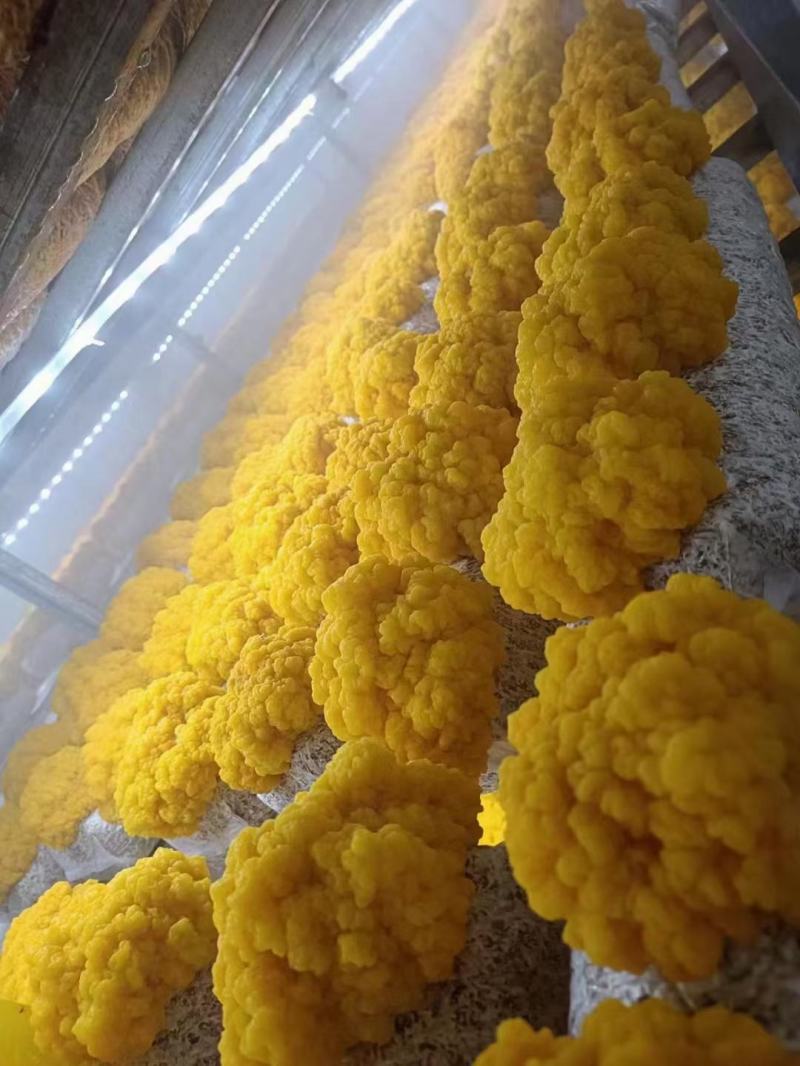 金耳菌，菌种