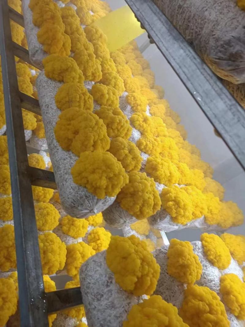 金耳菌，菌种