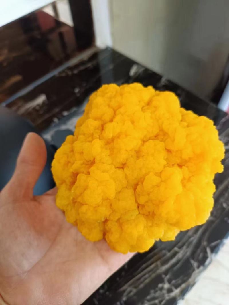 金耳菌，菌种