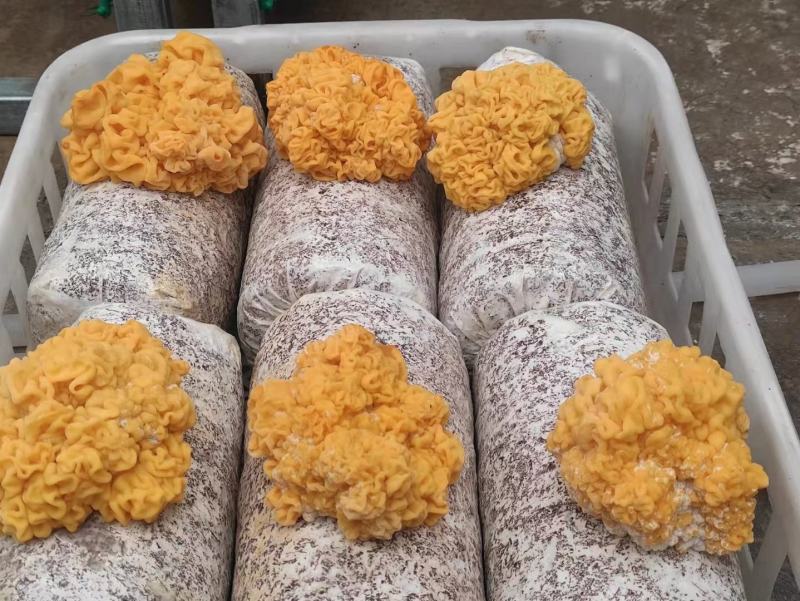 金耳菌，菌种