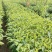 三江原产地绿茶9.9包邮