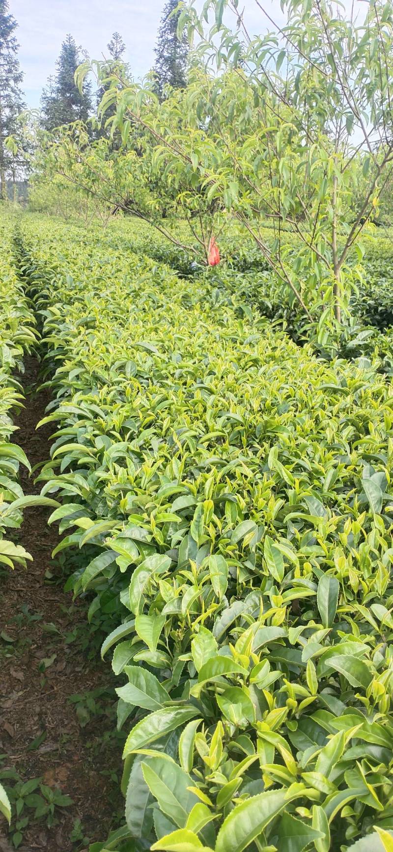 三江原产地绿茶9.9包邮