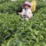 三江原产地绿茶9.9包邮