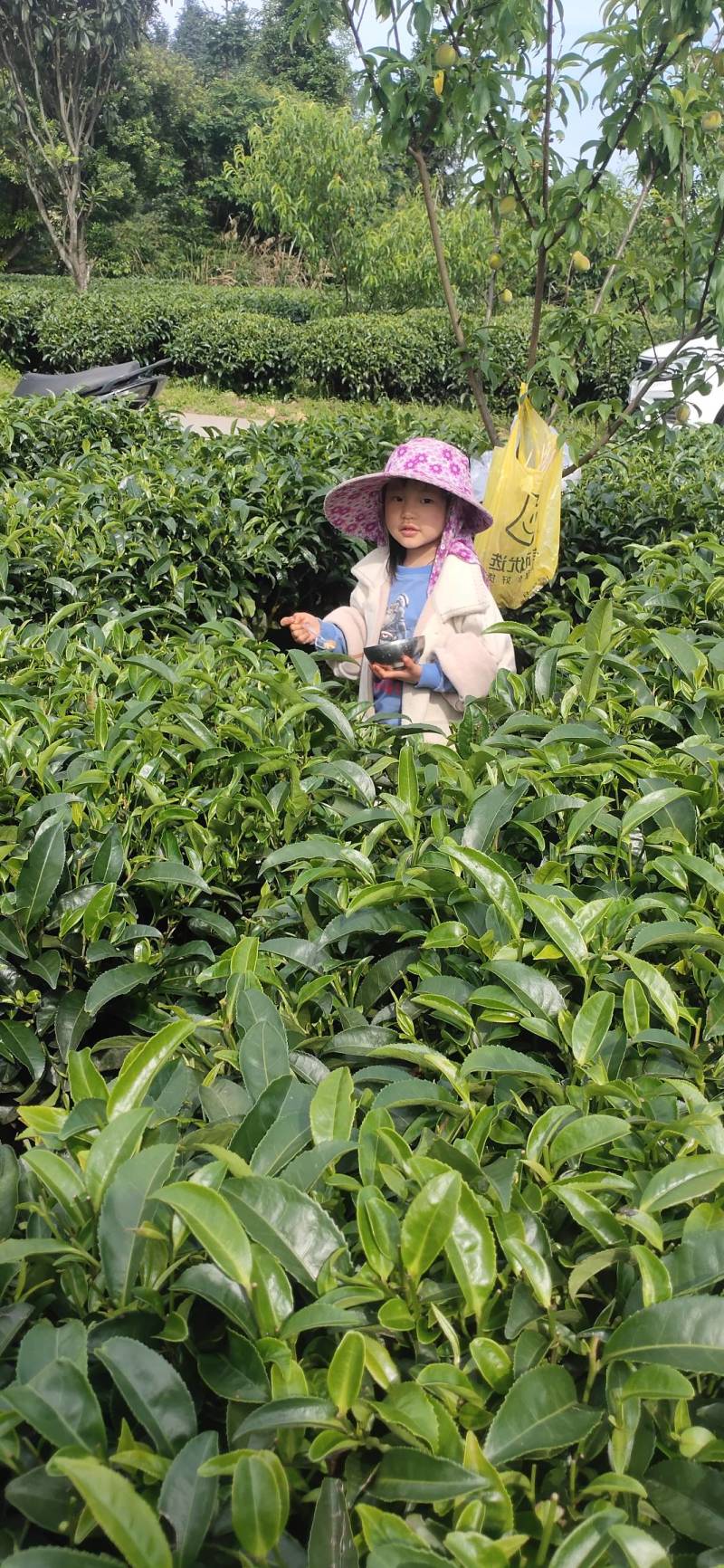 三江原产地绿茶9.9包邮