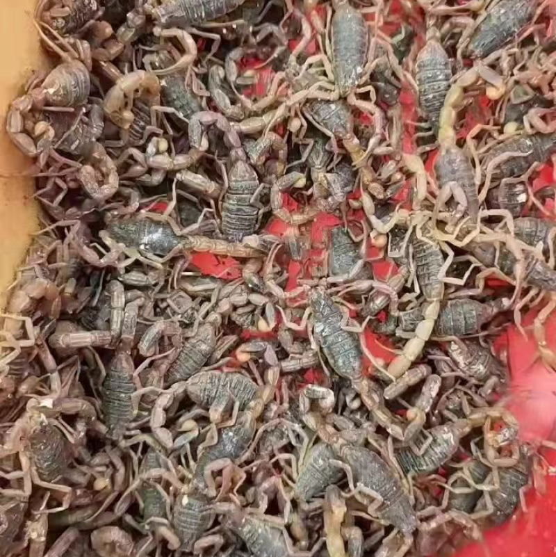 蝎子
