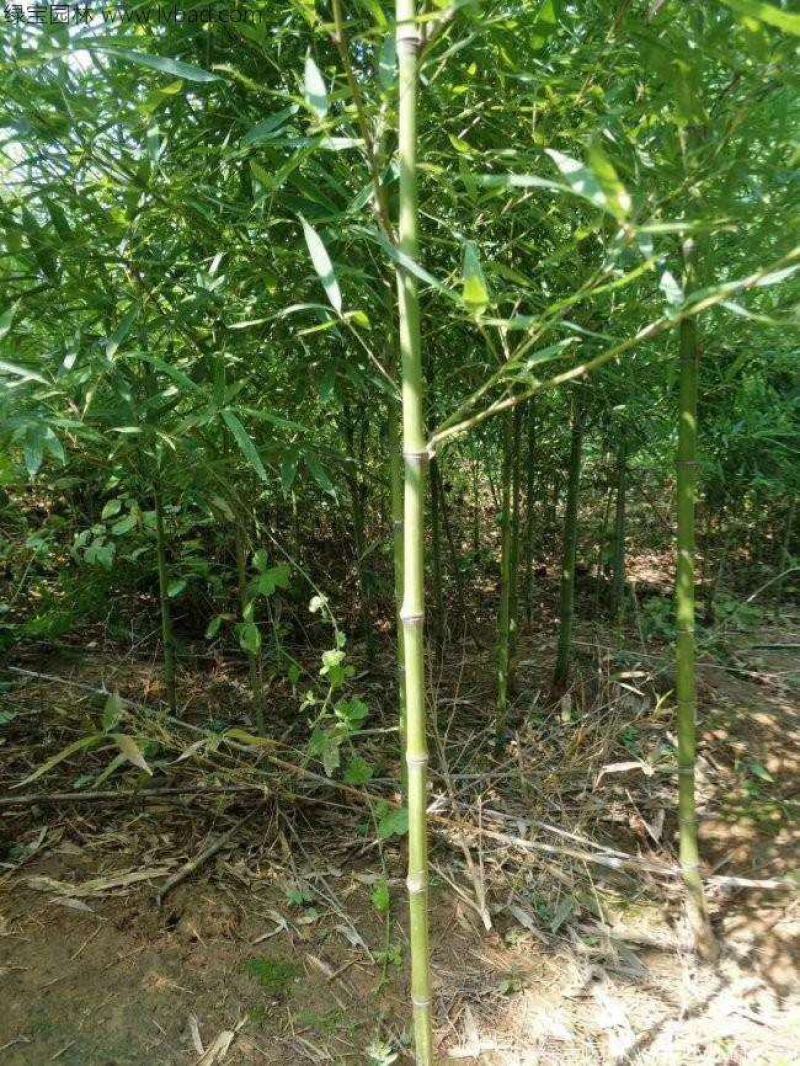 竹子苗庭院耐寒四季常青绿化植物青竹紫竹金镶玉黄金竹罗汉竹