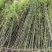 竹子苗庭院耐寒四季常青绿化植物青竹紫竹金镶玉黄金竹罗汉竹