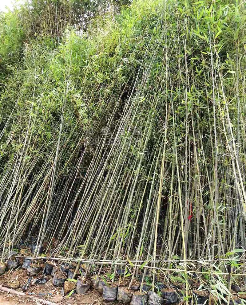 竹子苗庭院耐寒四季常青绿化植物青竹紫竹金镶玉黄金竹罗汉竹