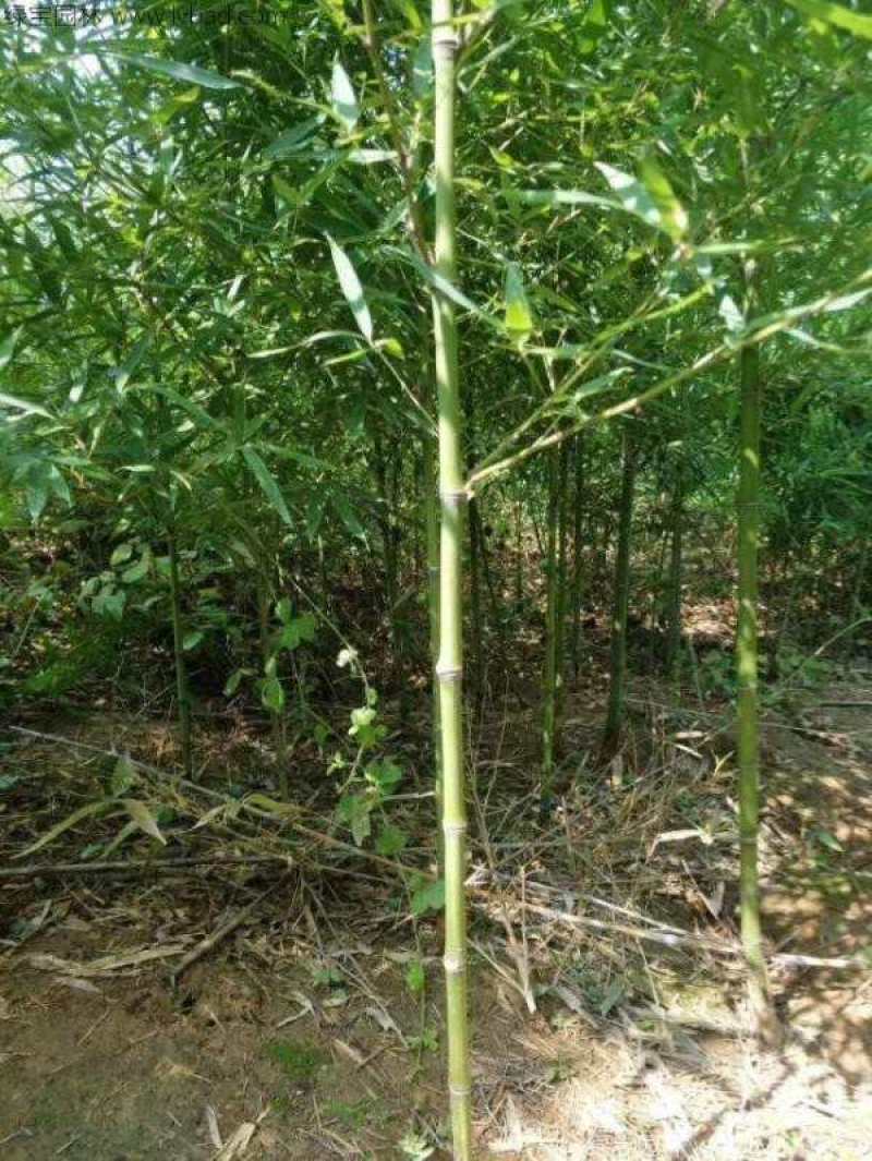 竹子苗庭院耐寒四季常青绿化植物青竹紫竹金镶玉黄金竹罗汉竹