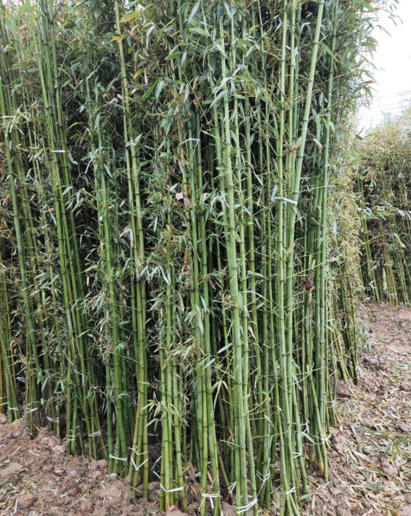 竹子苗庭院耐寒四季常青绿化植物青竹紫竹金镶玉黄金竹罗汉竹
