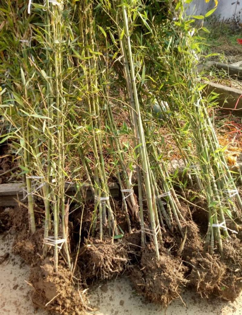 竹子苗庭院耐寒四季常青绿化植物青竹紫竹金镶玉黄金竹罗汉竹