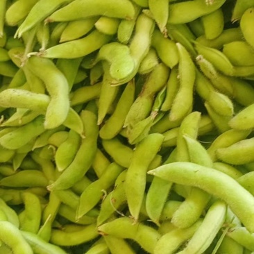 毛豆
