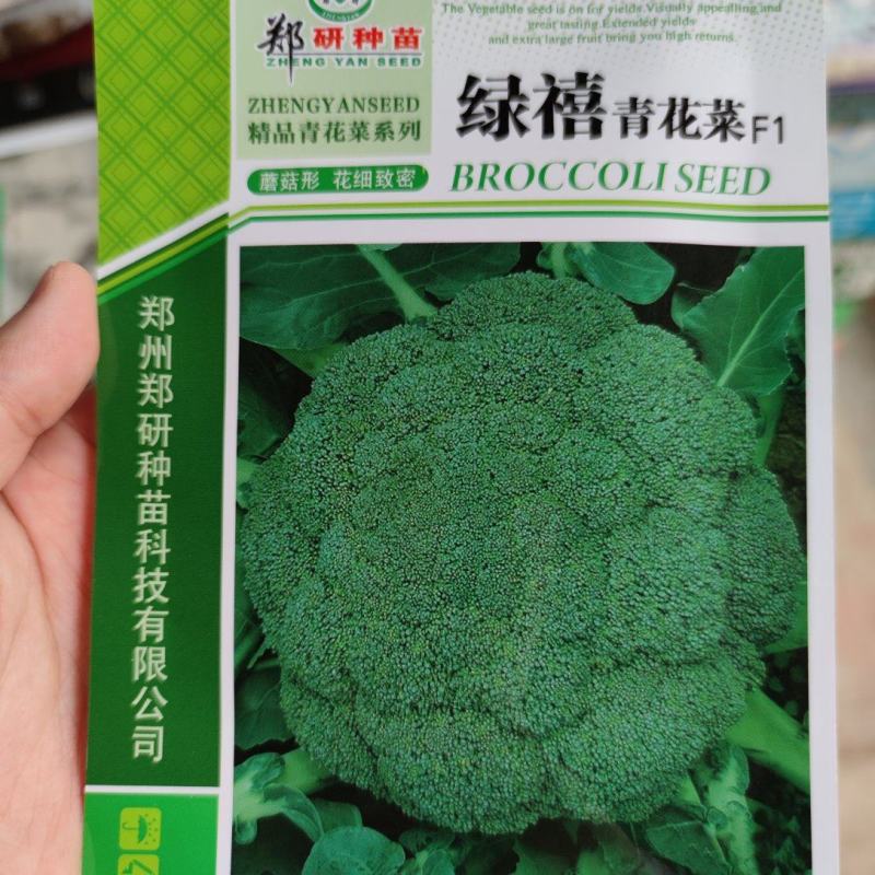 郑研绿禧西兰花种子，1000粒，花球浓绿，花蕾较细