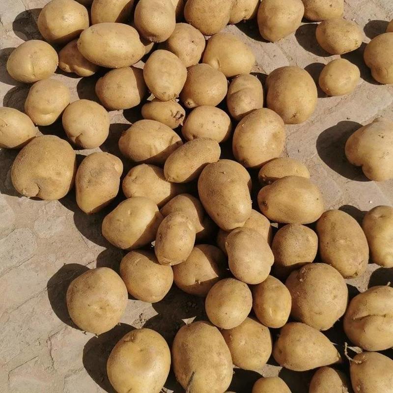 陕北沃土沙地土豆可装箱。可装袋价位合适纯沙地土豆