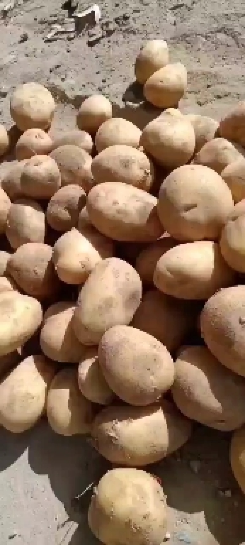 陕北沃土沙地土豆可装箱。可装袋价位合适纯沙地土豆