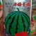 冰糖美都西瓜种子，50克