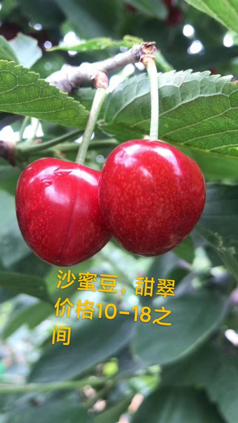 大樱桃