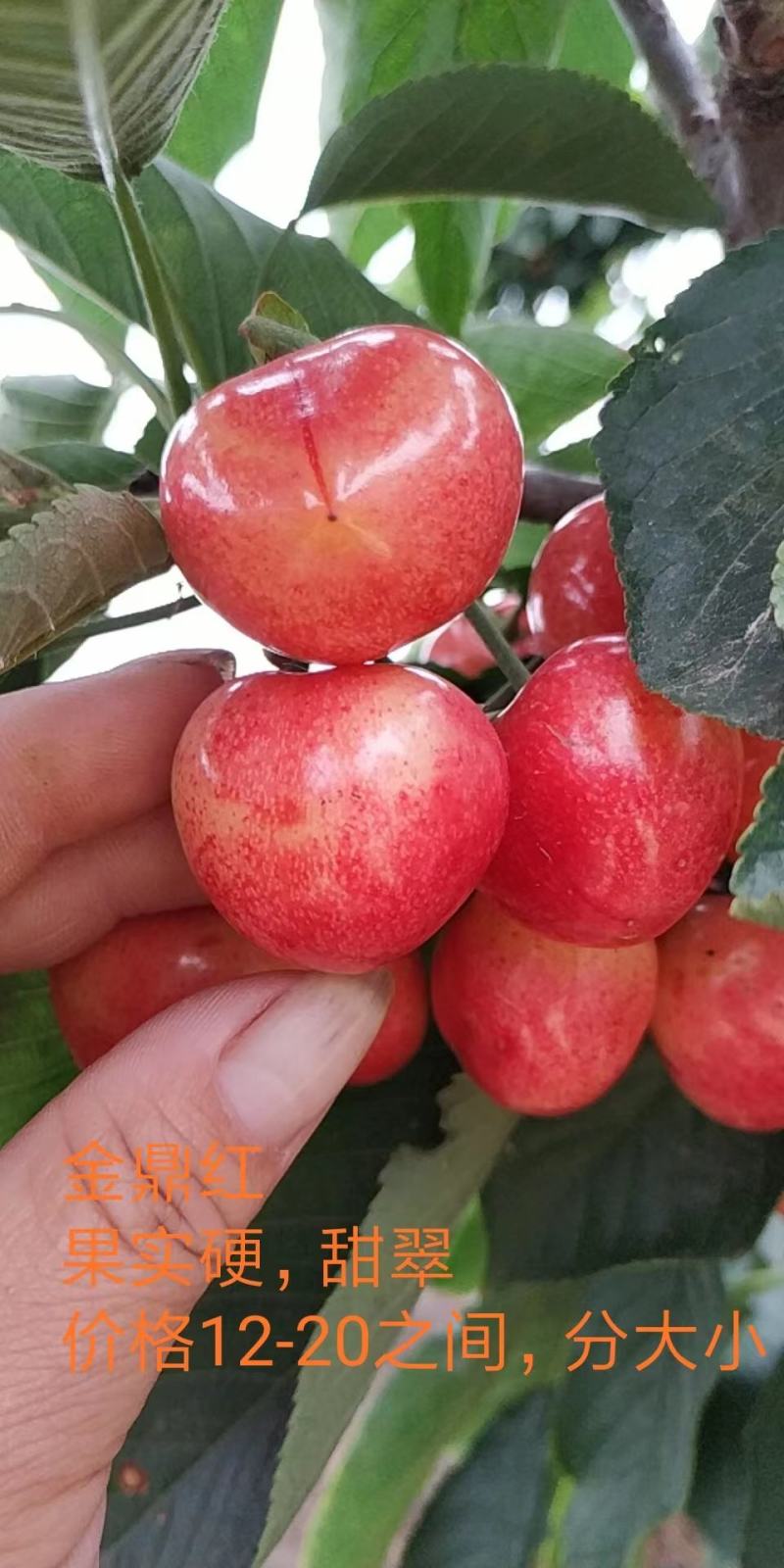大樱桃