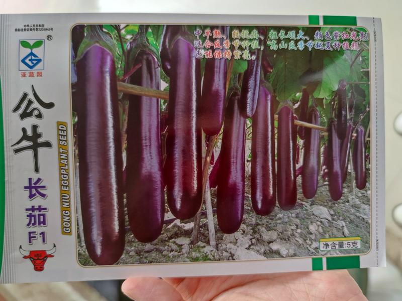 公牛长茄茄子种子，1000粒，粗长硕大深紫红色光亮