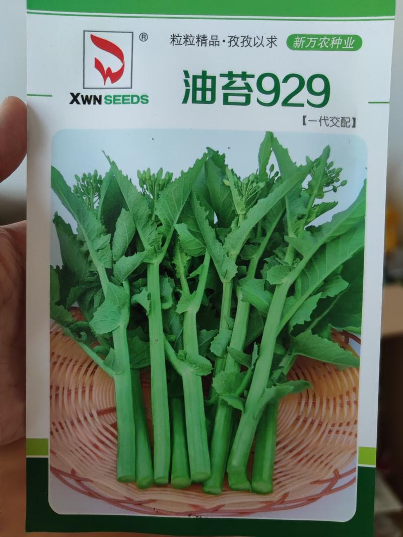 万农油苔929油菜苔种子，10克