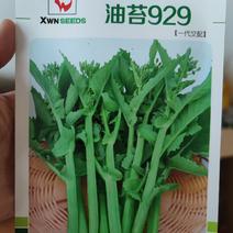 万农油苔929油菜苔种子，10克