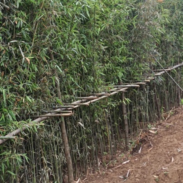 精品钢竹竿美植，假植竹苗1至4公分，下山早园竹，金镶玉竹