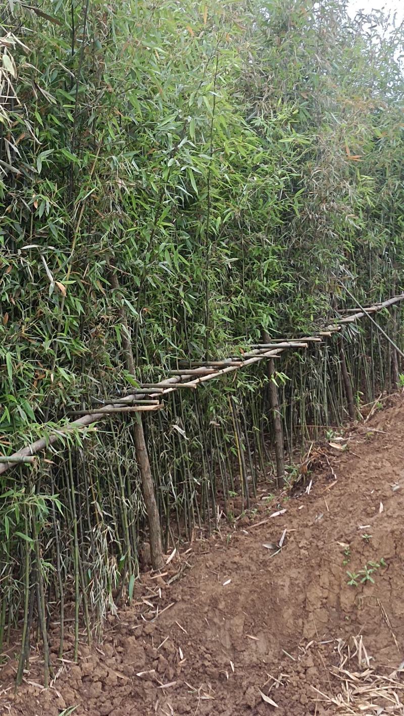 精品钢竹竿美植，假植竹苗1至4公分，下山早园竹，金镶玉竹