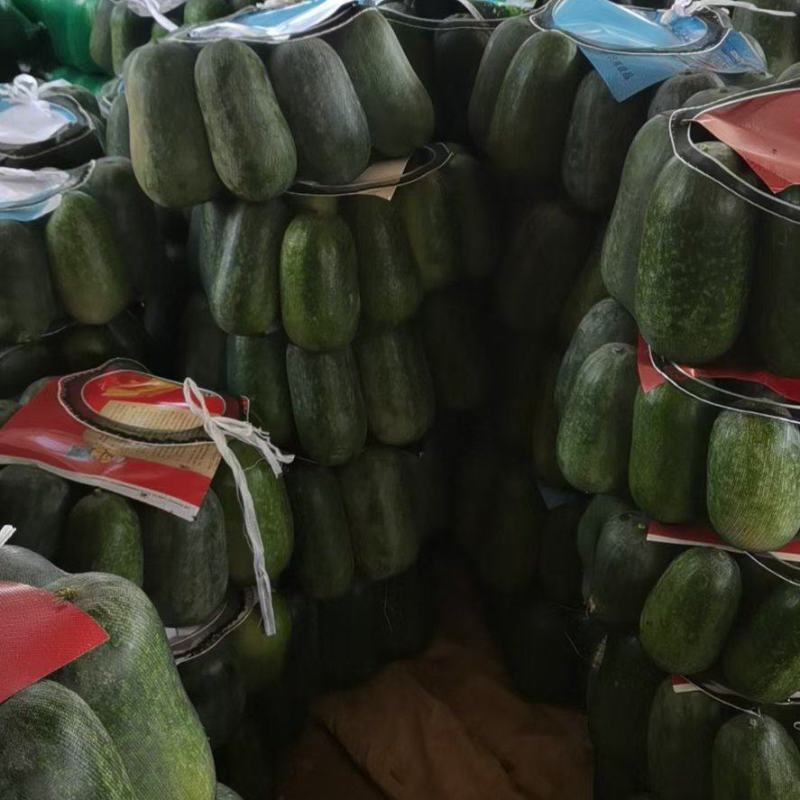 水果冬瓜大量上市