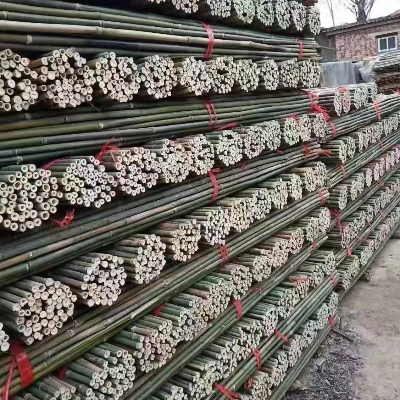 菜架竹南竹麻竹大批量供应优质各种大小竹子