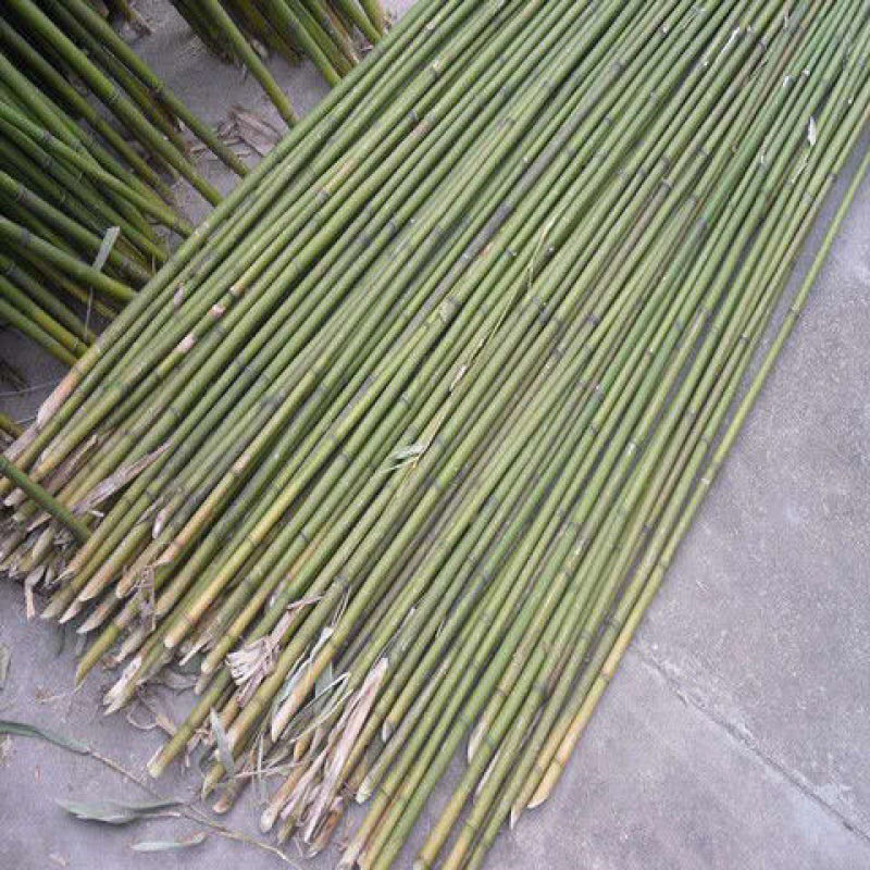 菜架竹南竹麻竹大批量供应优质各种大小竹子