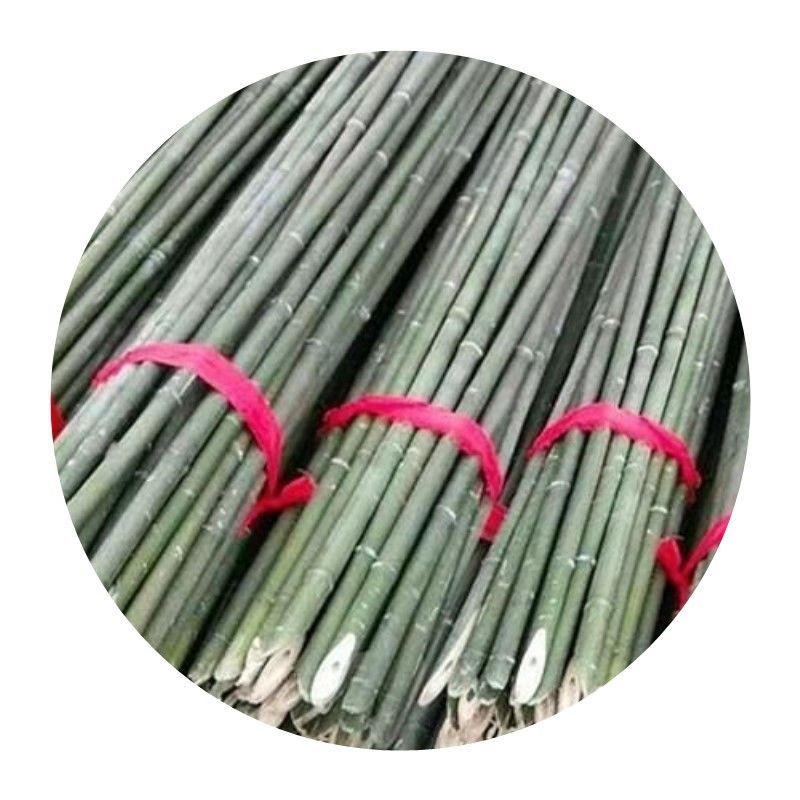 菜架竹南竹麻竹大批量供应优质各种大小竹子