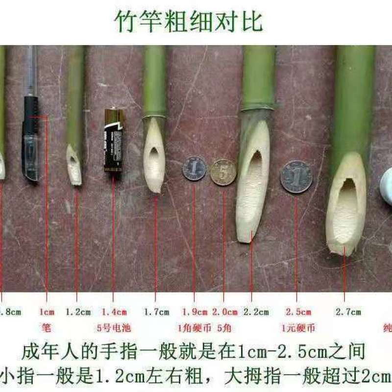 菜架竹南竹麻竹大批量供应优质各种大小竹子