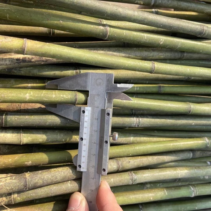 菜架竹南竹麻竹大批量供应优质各种大小竹子