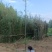 精品钢竹竿美植，假植竹苗1至4公分，下山早园竹，金镶玉竹