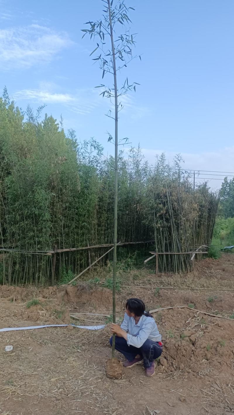 精品钢竹竿美植，假植竹苗1至4公分，下山早园竹，金镶玉竹