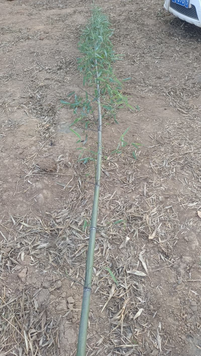 精品钢竹竿美植，假植竹苗1至4公分，下山早园竹，金镶玉竹