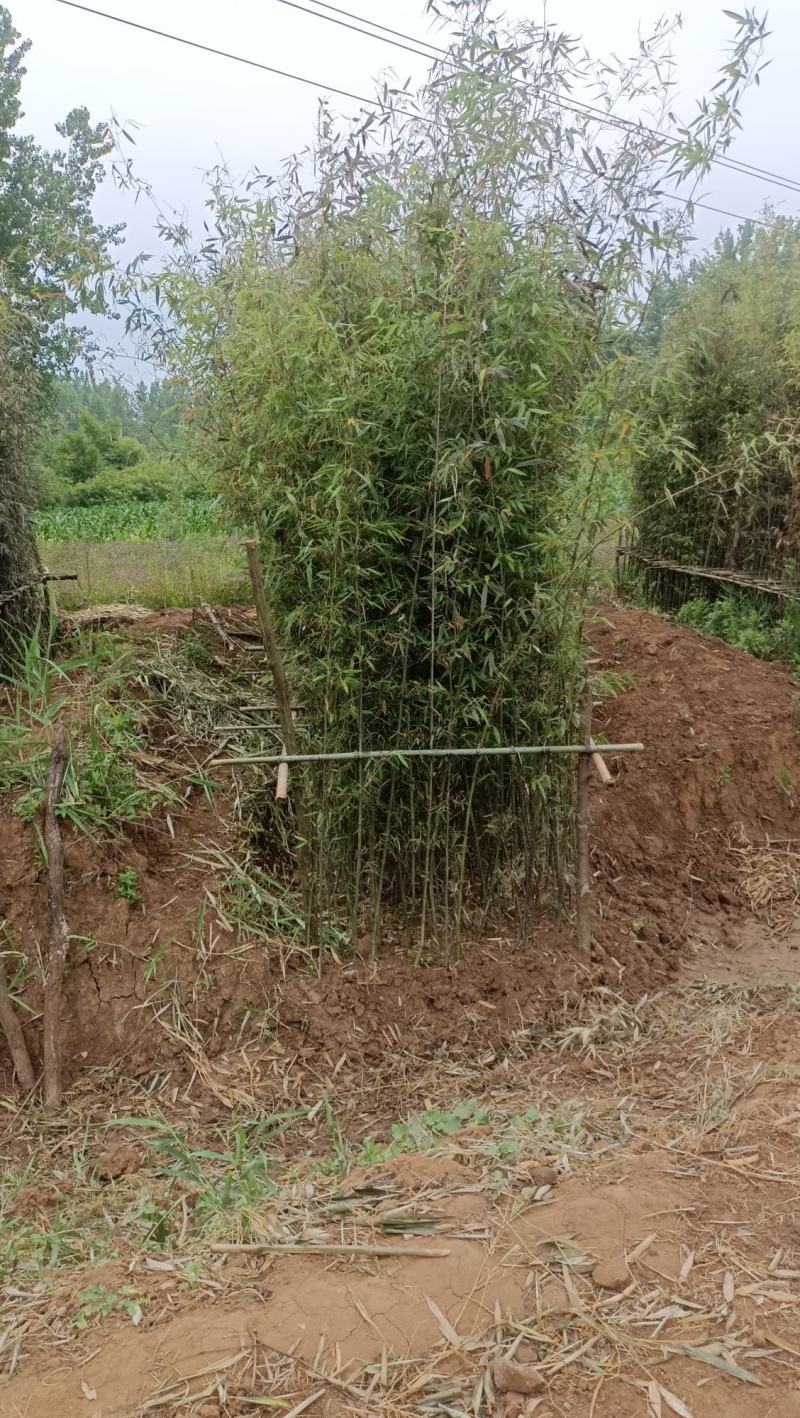 精品钢竹竿美植，假植竹苗1至4公分，下山早园竹，金镶玉竹