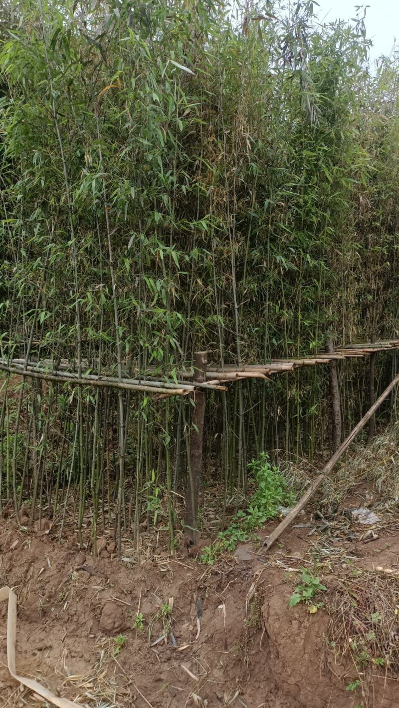 精品钢竹竿美植，假植竹苗1至4公分，下山早园竹，金镶玉竹