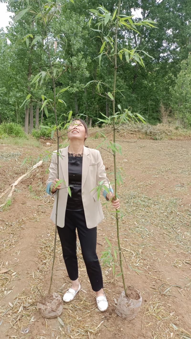 精品钢竹竿美植，假植竹苗1至4公分，下山早园竹，金镶玉竹