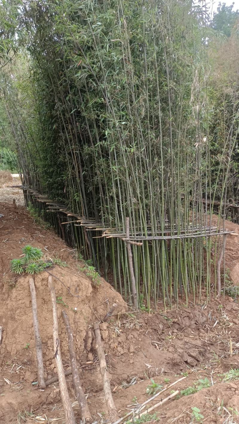 精品钢竹竿美植，假植竹苗1至4公分，下山早园竹，金镶玉竹