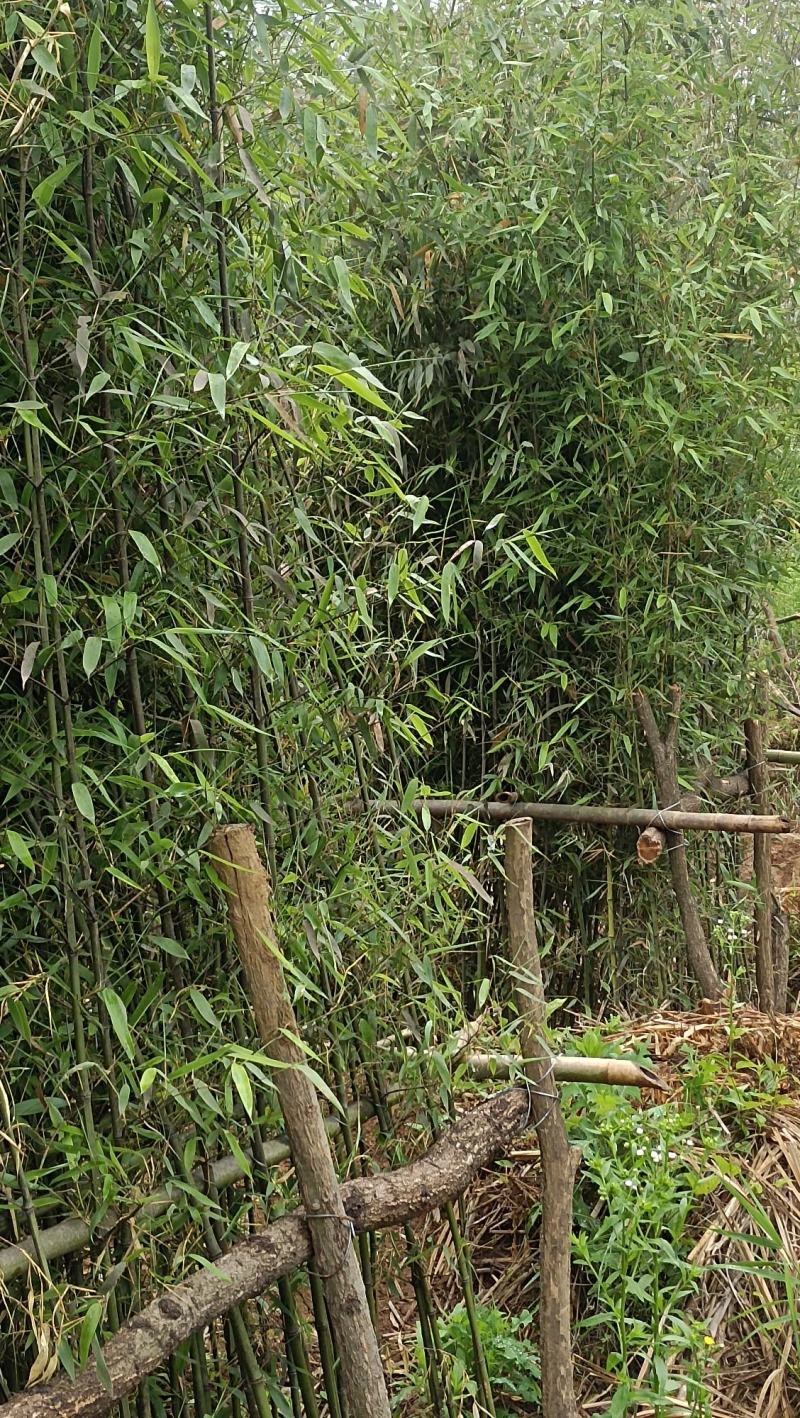 精品钢竹竿美植，假植竹苗1至4公分，下山早园竹，金镶玉竹
