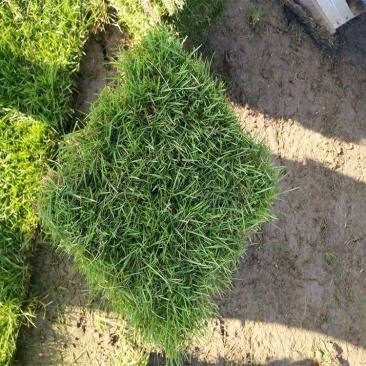 结缕草草皮种籽矮生四季青庭院绿化草坪草籽耐践踏耐寒耐旱草