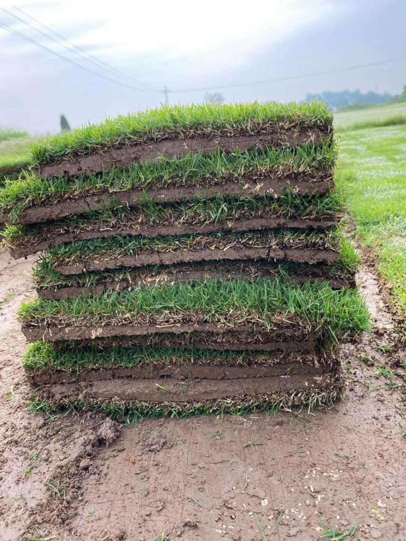 结缕草草皮种籽矮生四季青庭院绿化草坪草籽耐践踏耐寒耐旱草
