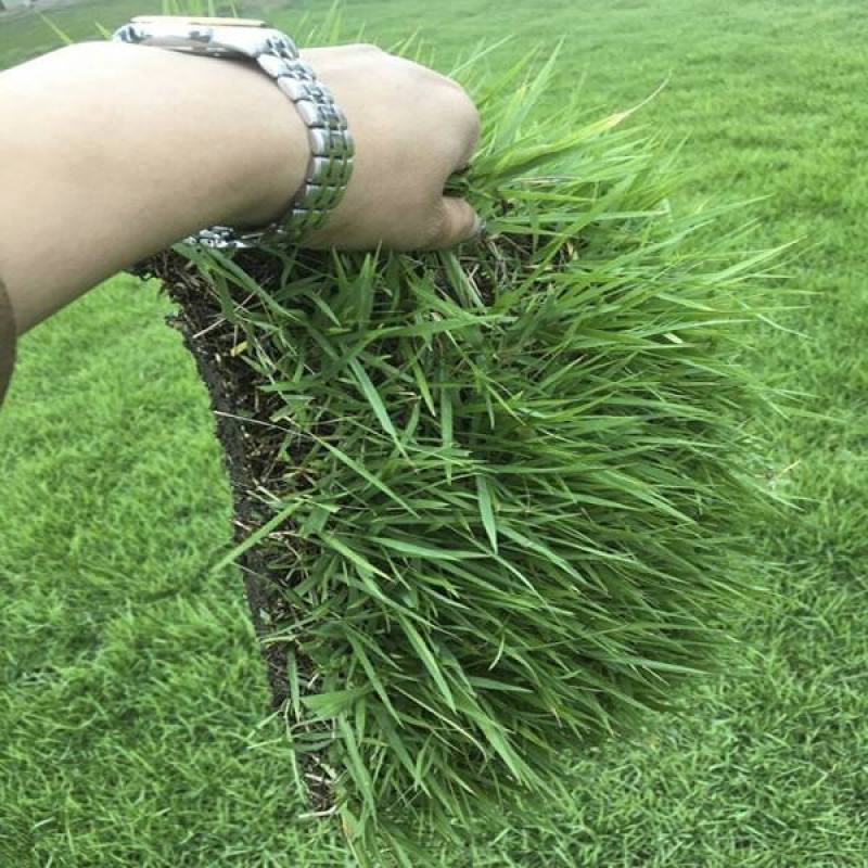 结缕草草皮种籽矮生四季青庭院绿化草坪草籽耐践踏耐寒耐旱草