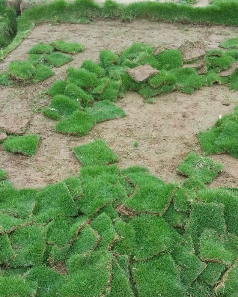 结缕草草皮种籽矮生四季青庭院绿化草坪草籽耐践踏耐寒耐旱草