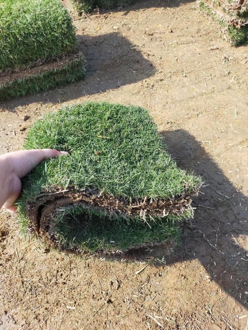 结缕草草皮种籽矮生四季青庭院绿化草坪草籽耐践踏耐寒耐旱草