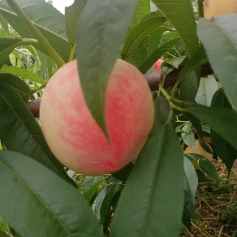 水密挑