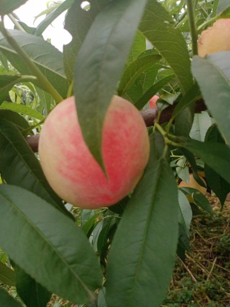 水密挑