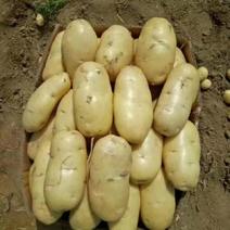 内蒙希森6号黄皮黄心土豆，产地直发，优质货源，诚信经营
