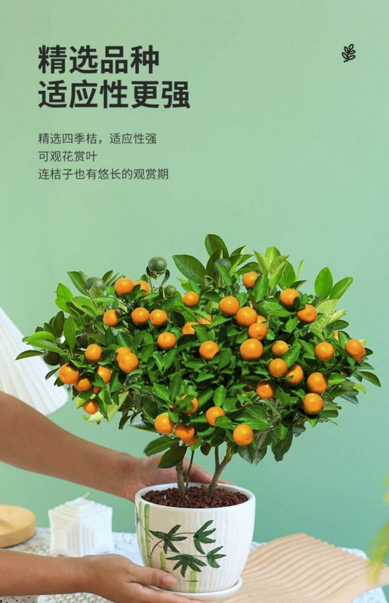 四季金桔盆栽可食用客厅大盆橘子树室内无籽金桔阳台水果桔子